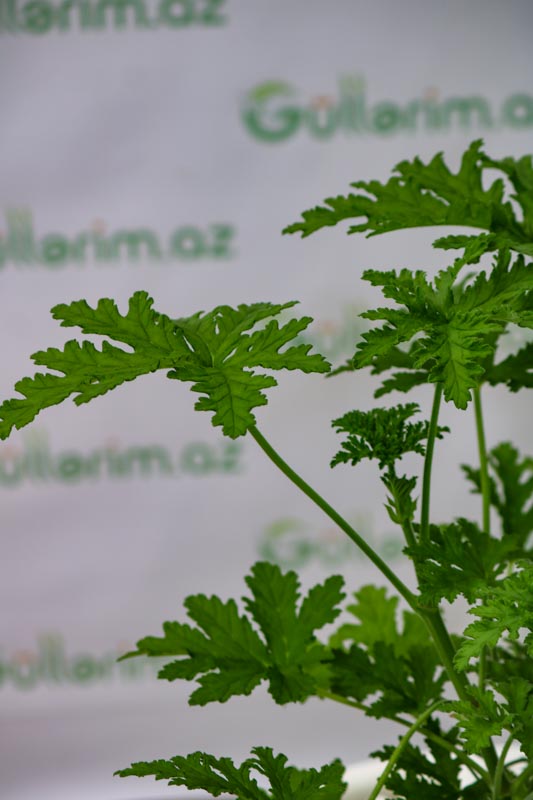Ətirşah,Geranium (Pelargonium graveolens)