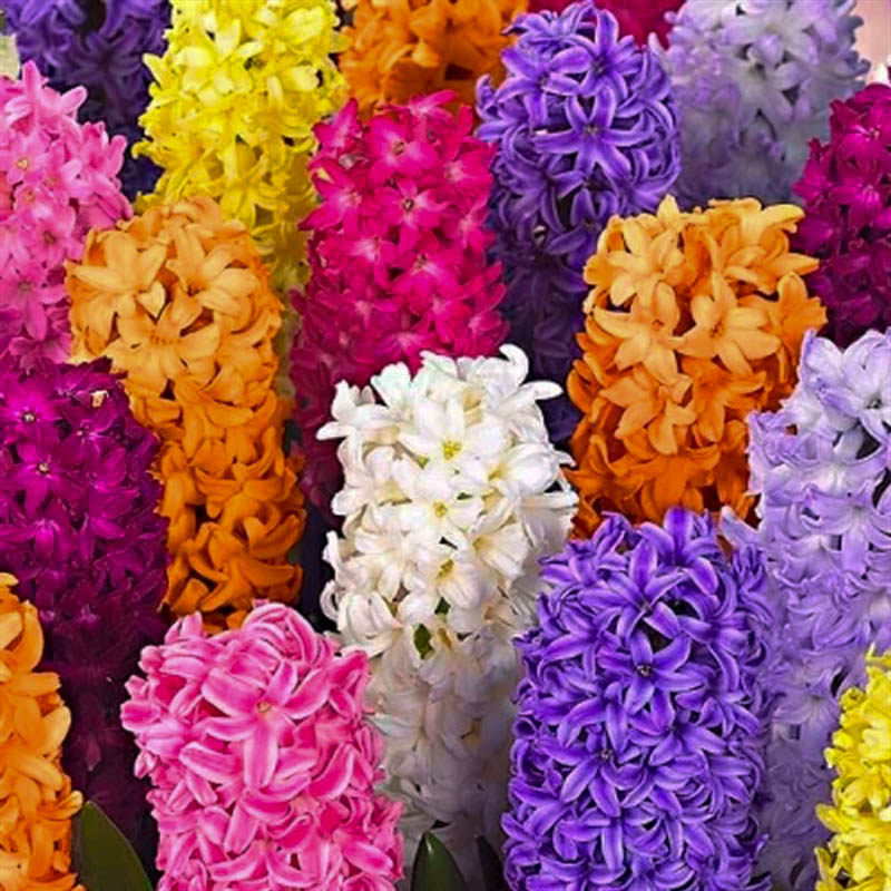 Qiacint -Giacit (ag peri soganı)