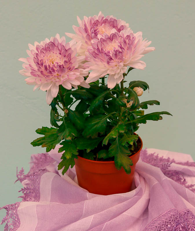 Xrizantema (Payız gülü)