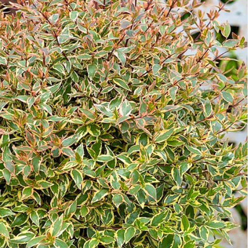 Abelia Grandiflora Tricolour Charm