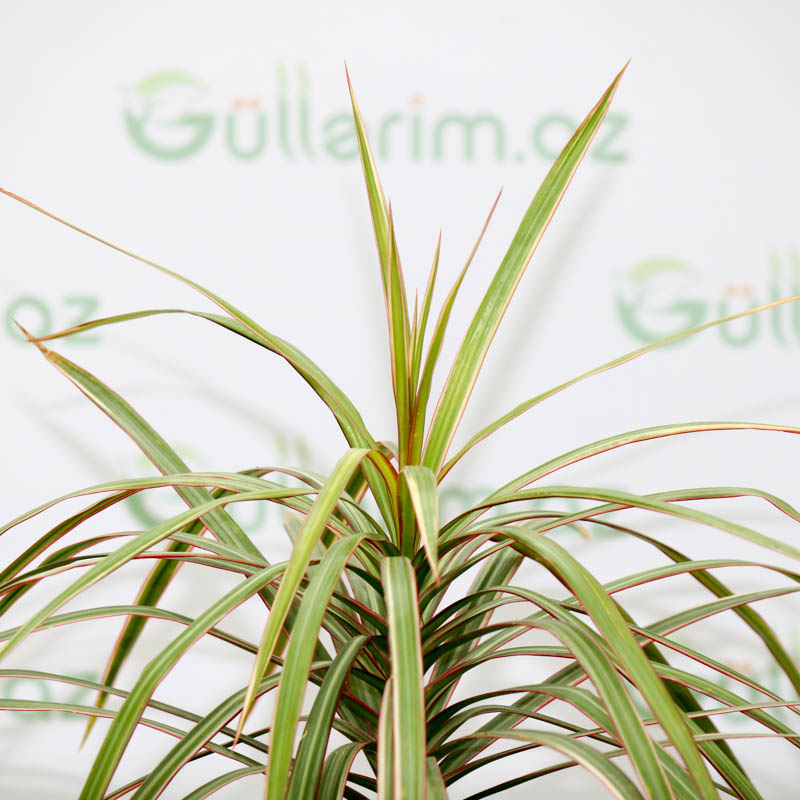 dracaena marginata