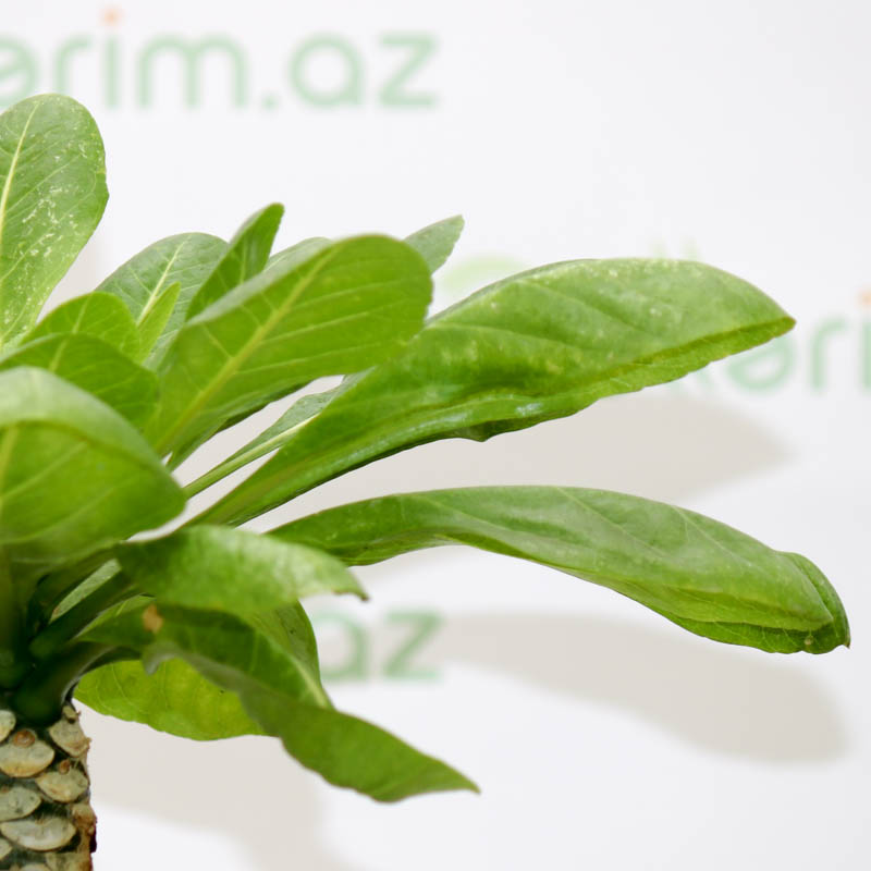 Brigamia bitkisi (Havay palması)