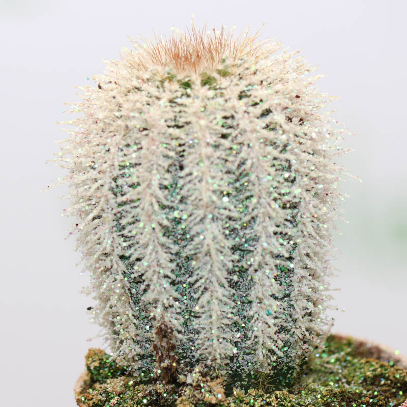 Kaktus (Echinocereus reichenbachii)