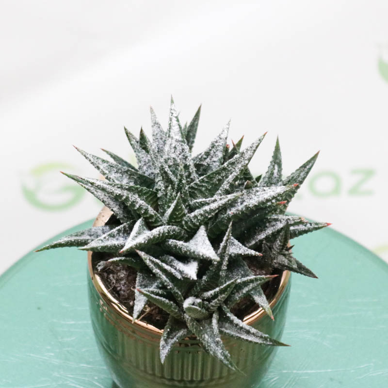 Aloe xovartiya  bitkisi