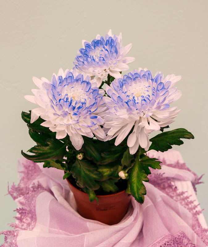 Xrizantema (Payız gülü)