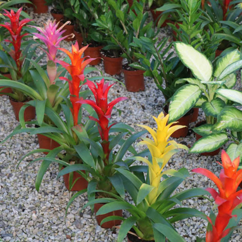 Quzmaniya (Guzmania)