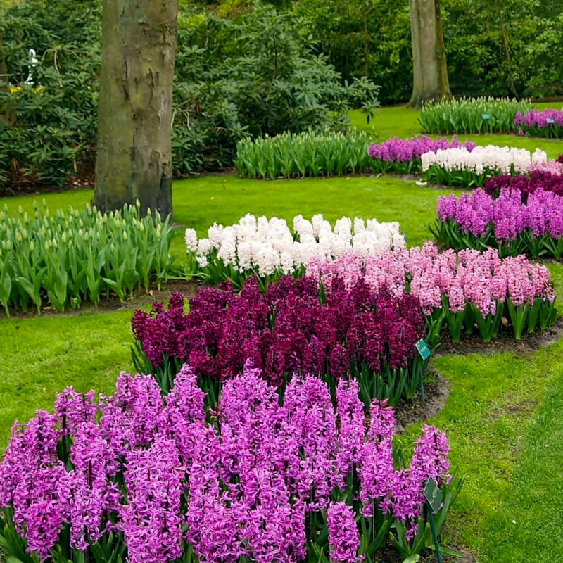 Qiacint -Giacit (ag peri soganı)