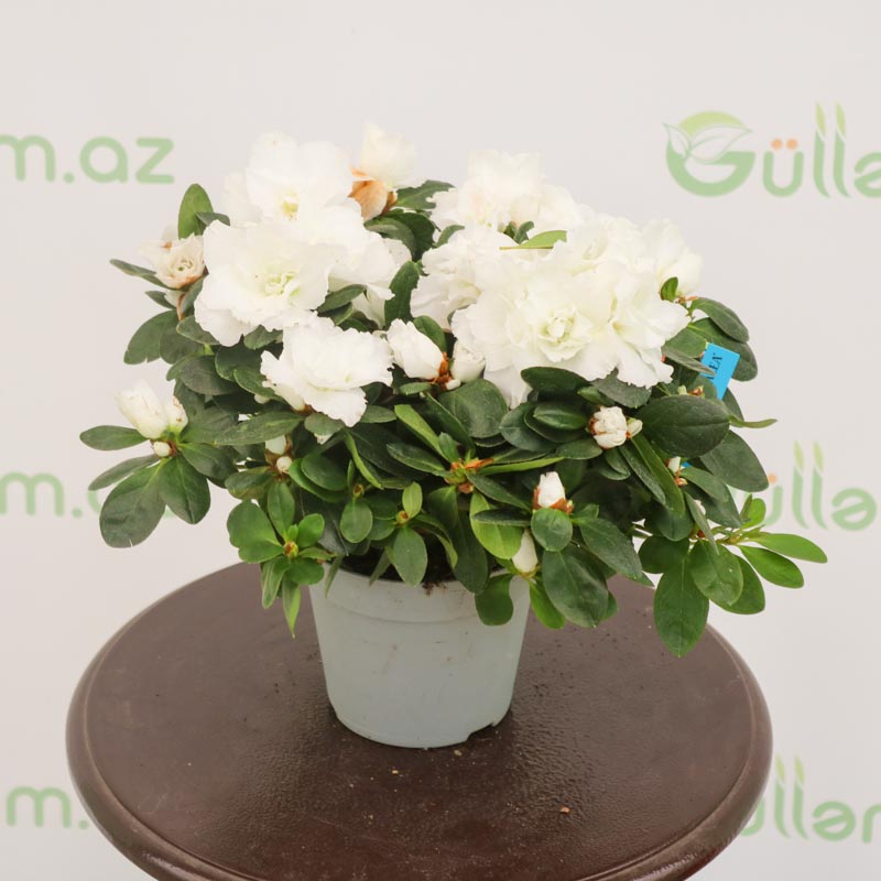 Azalea - Azaliya -Azaleya