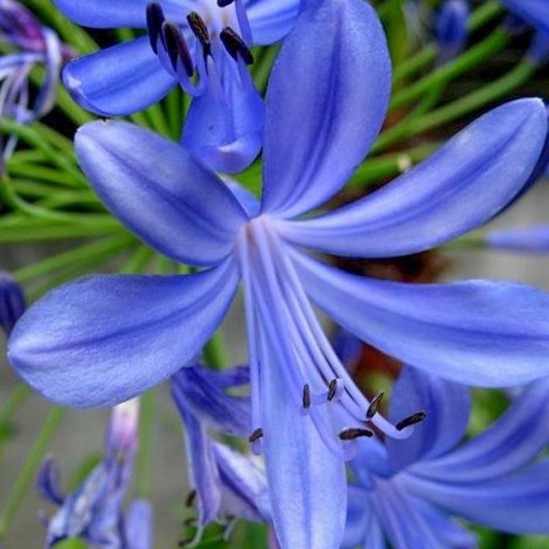 Afrika zanbağı ( Agapanthus Africacus )