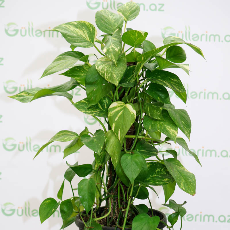 Epipremnum Aureum