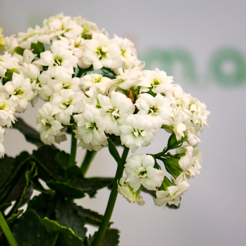 Kalonxoe -kalanxoe -kalanxoye (Kalanşo) Blossfeld