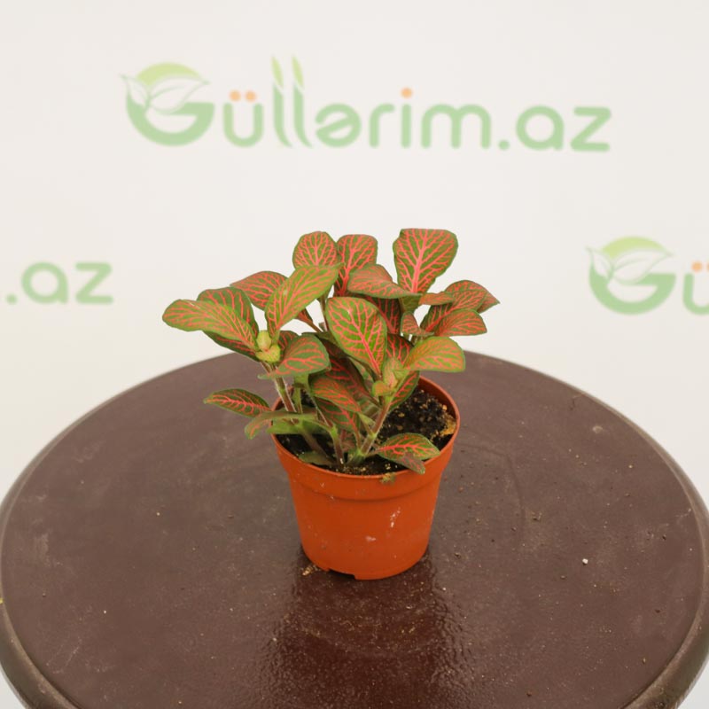 Fittonia - Fittoniya (qırışlı)