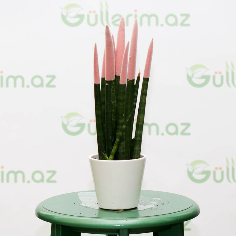 Sansevieria