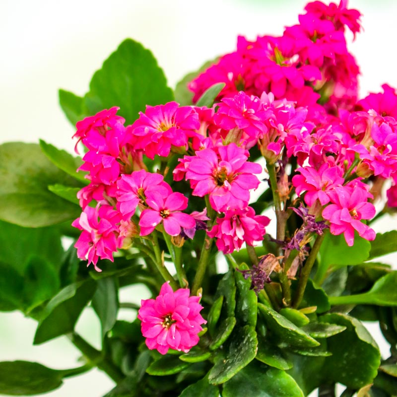 Kalonxoe -kalanxoe -kalanxoye (Kalanşo) Blossfeld