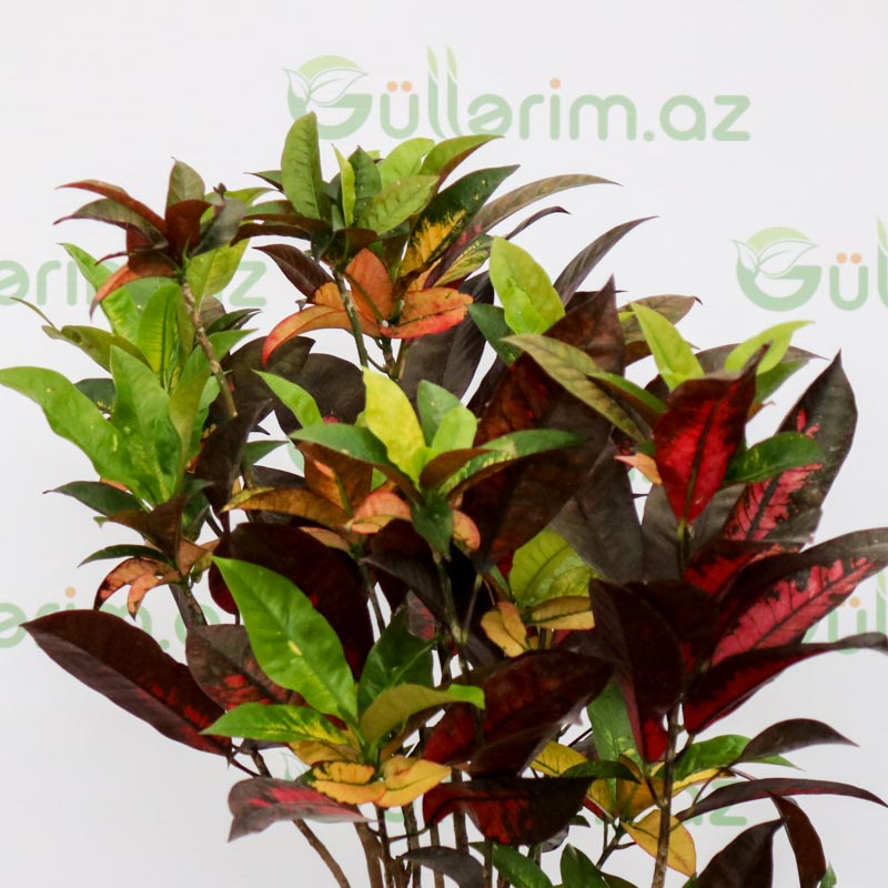 Codiaeum,Croton