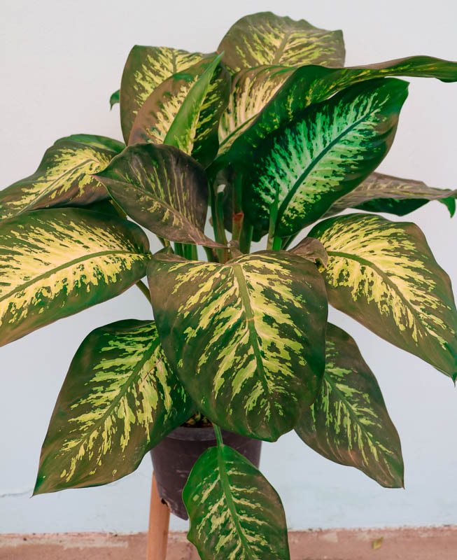Difenbaxiya Tropik snow (Dieffenbachia Tropic Snow)