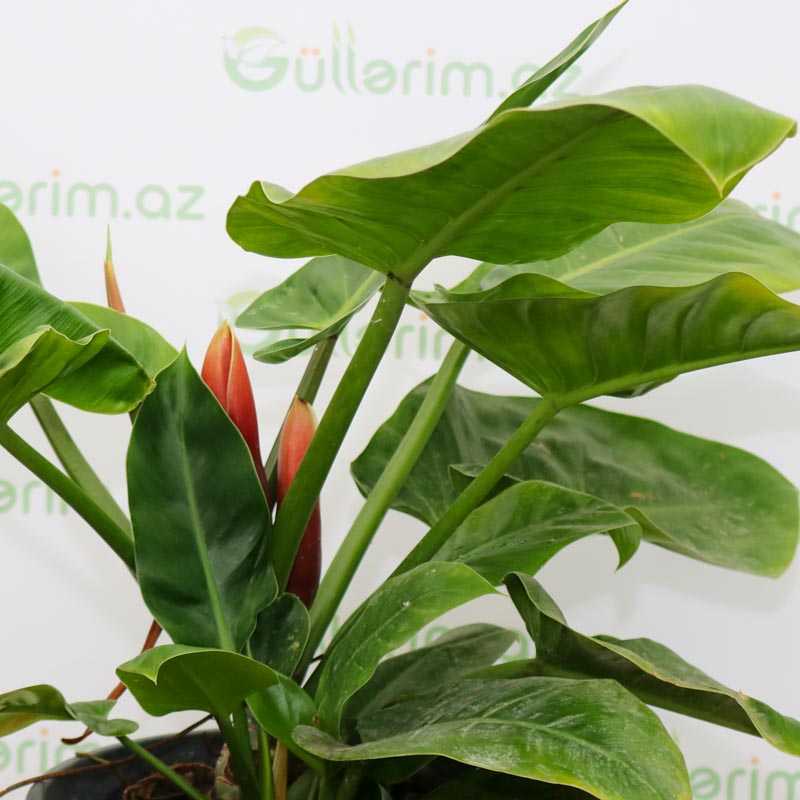 Philodendron Imperial Green