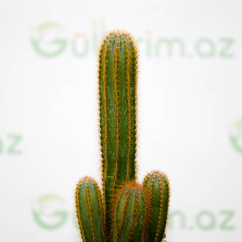 Pilosocereus Gounellei (Sütun Kaktus)