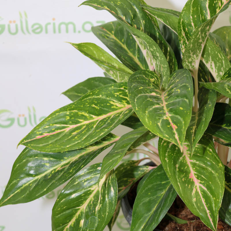 Aqlaonema (aqlonema,aqlanema)