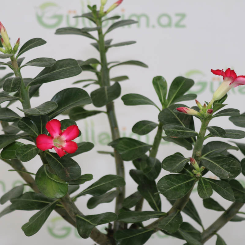 Adenium