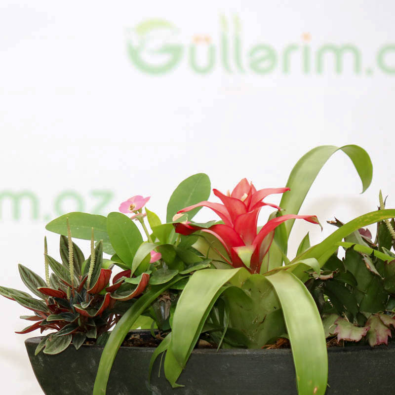 Dekorativ kompozisiya 2