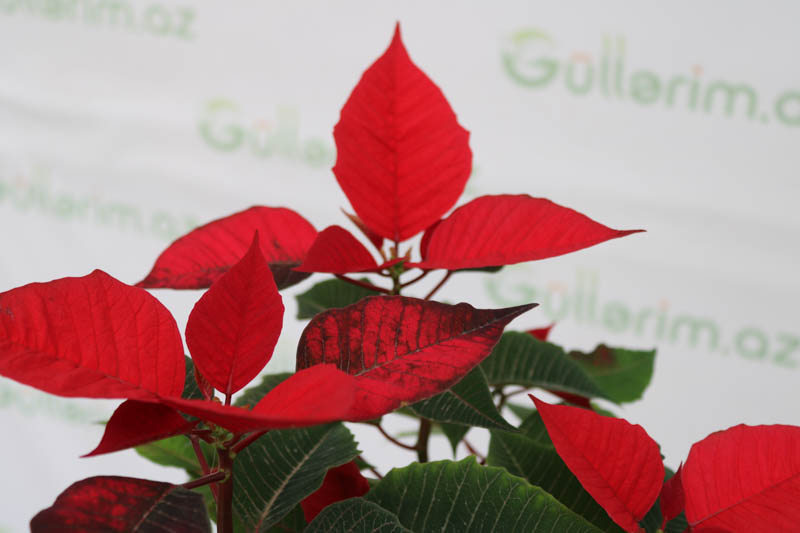 Poinsettia ( Atatürk çiçəyi )