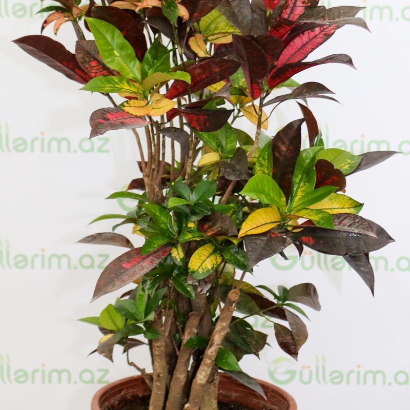 Codiaeum,Croton
