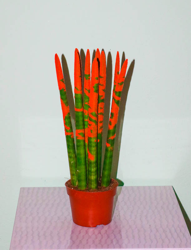 Sansevieria silindrşəkilli (Sansevieria cylindrica)