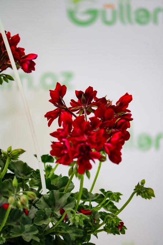 Geran bitkisi (Pelargonium peltatum)