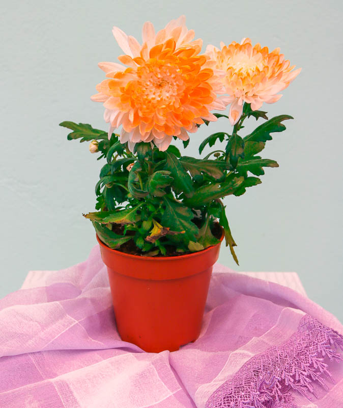 Xrizantema (Payız gülü)