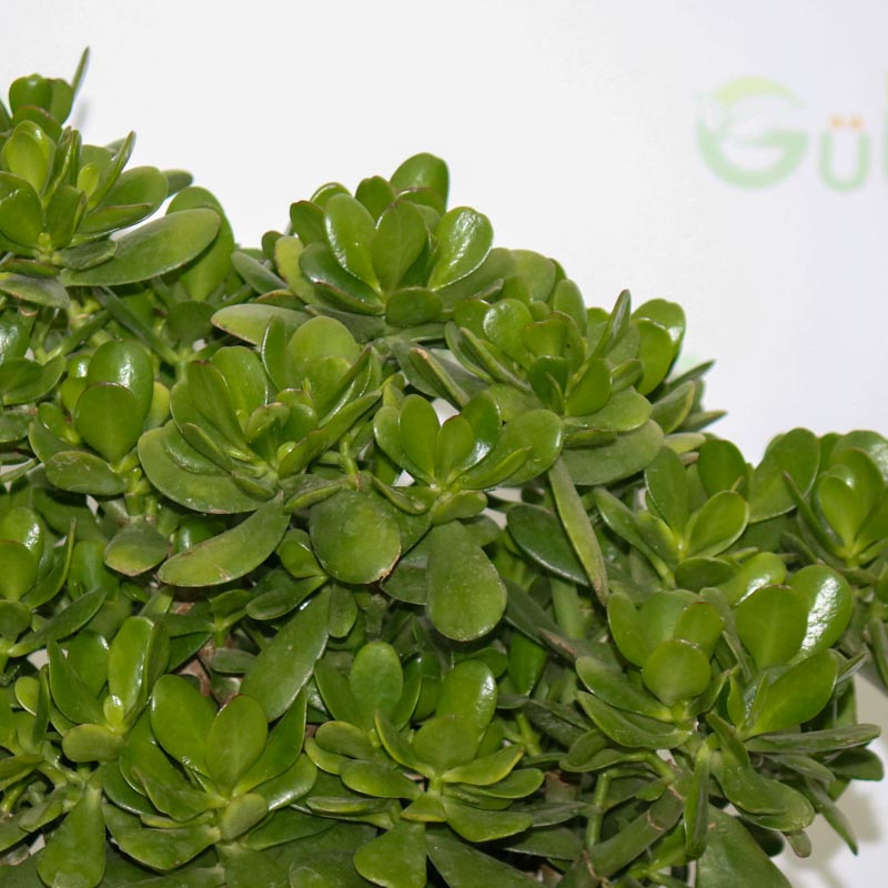 Crassula Ovata (Krasulla pul ağacı)