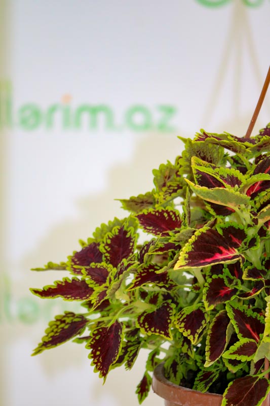 Coleus scutellarioides