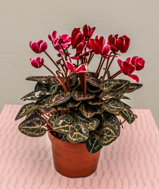 Siklamen (Cyclamen)