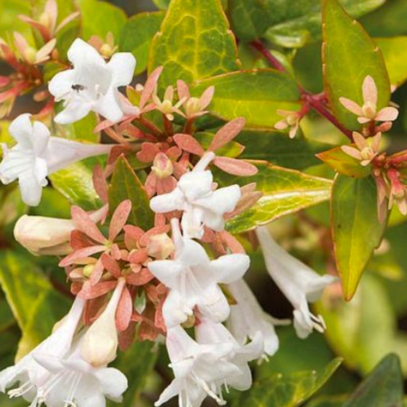 Abelia Grandiflora Francis Mason