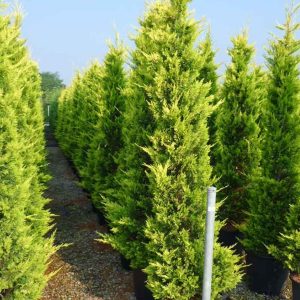 Leylandi  4-4.5  metr