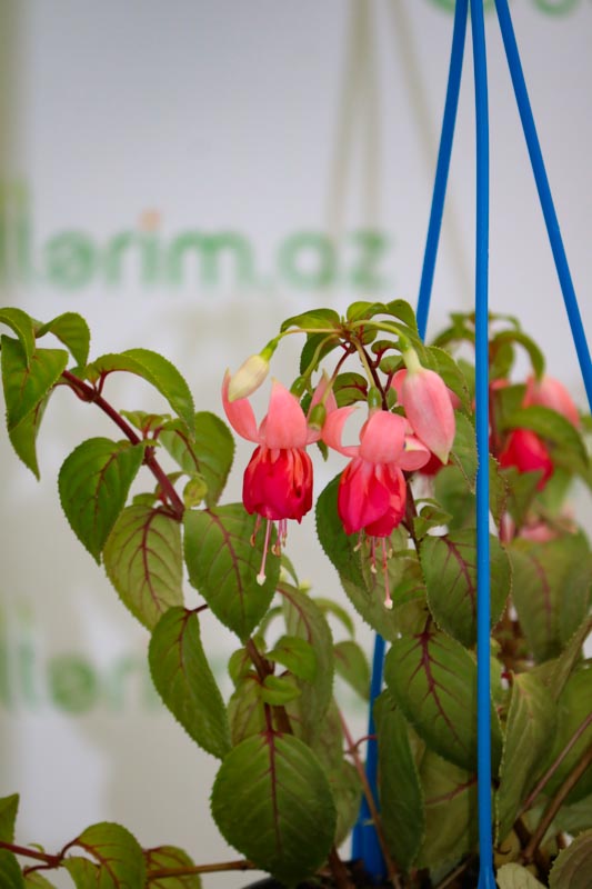 Fuksiya bitkisi (sırğagülü)