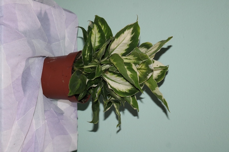 Difenbaxiya Kamille (Dieffenbachia Camille)