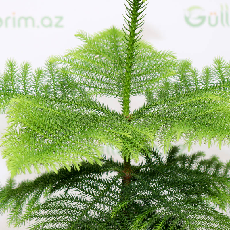 Araukariya (Araucaria)