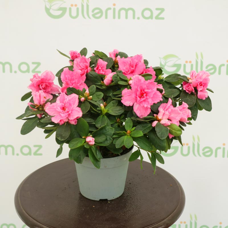 Azalea - Azaliya -Azaleya
