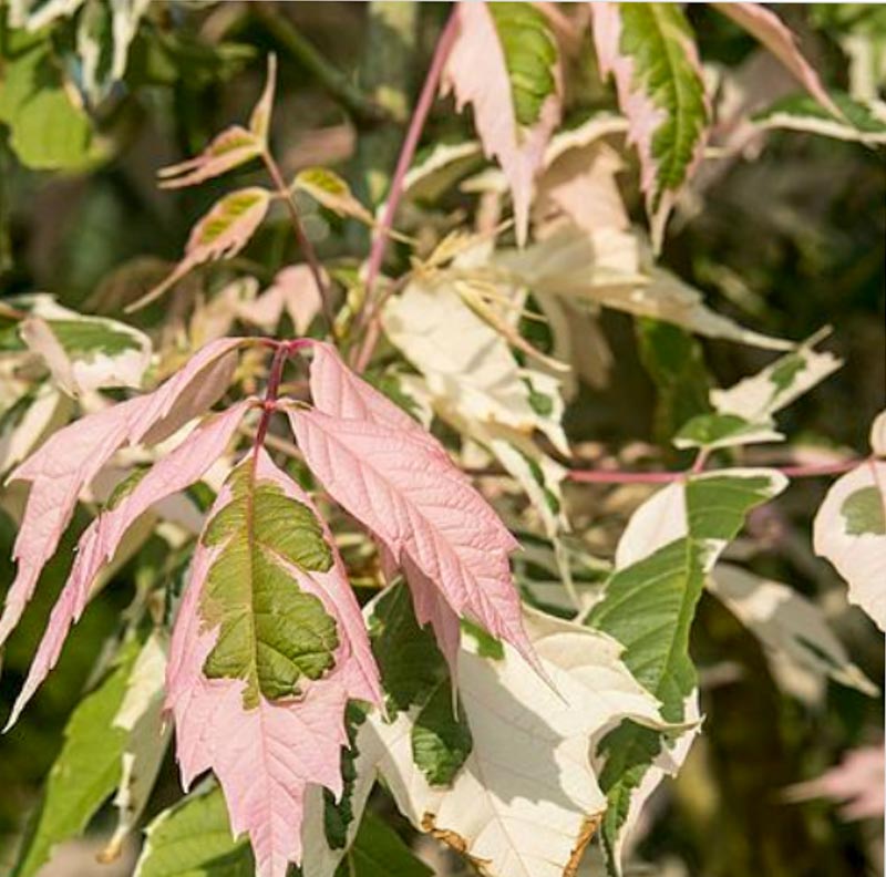 Acer Negundo Flamingo