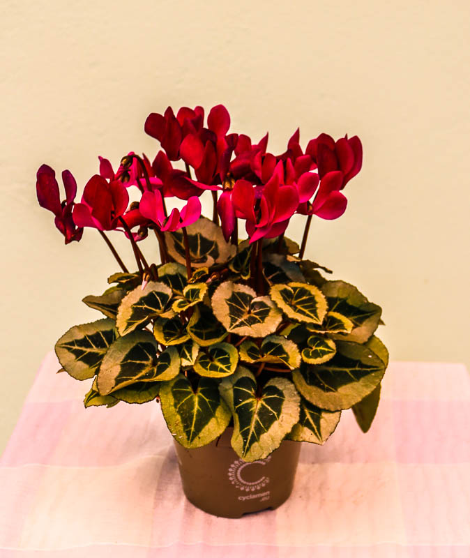 Siklamen (Cyclamen)