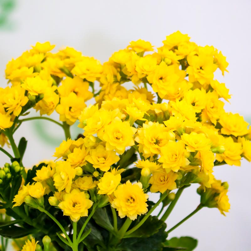 Kalonxoe -kalanxoe -kalanxoye (Kalanşo) Blossfeld