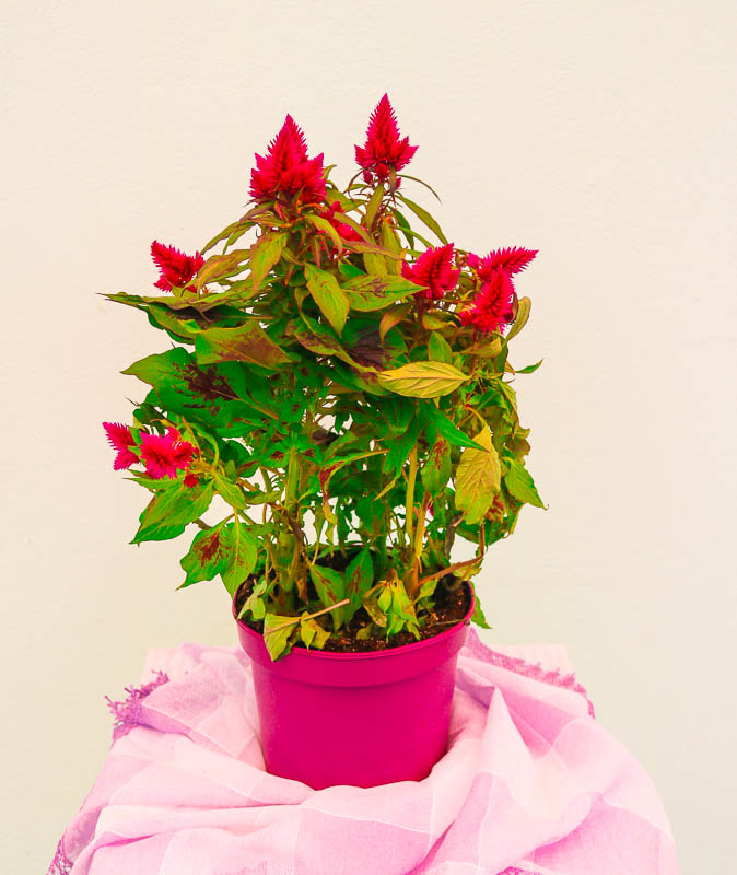 Selozia Karakas (Celosia Caracas)