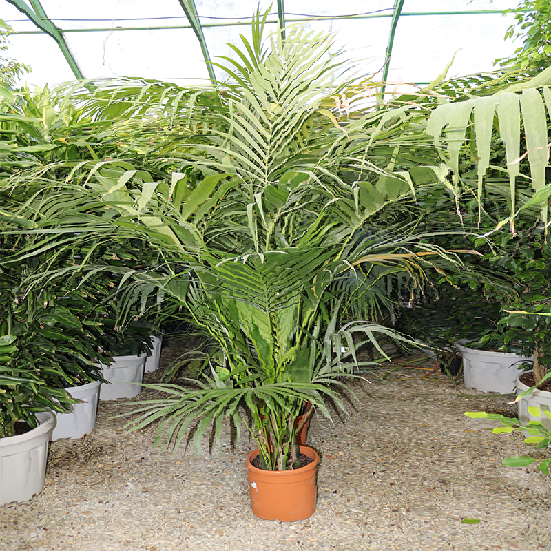 Kentia Palma (Howea Forsteriana)