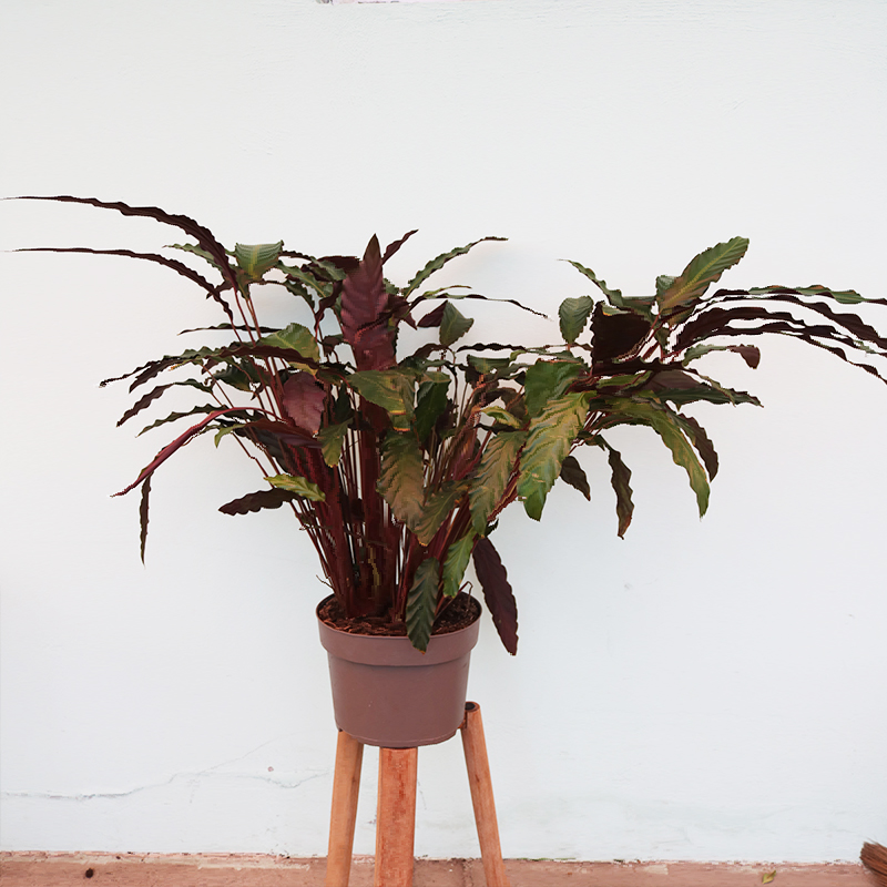 Kalateya, kalatea, calathea