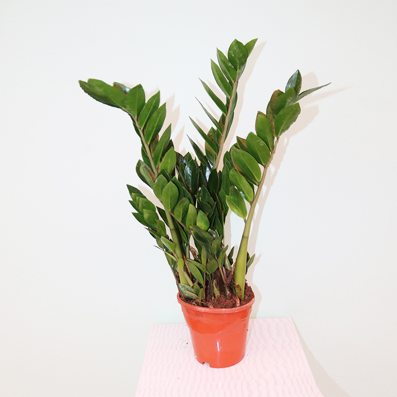 Zamioculcas (Zamia bitkisi) (Zamiokulkas)