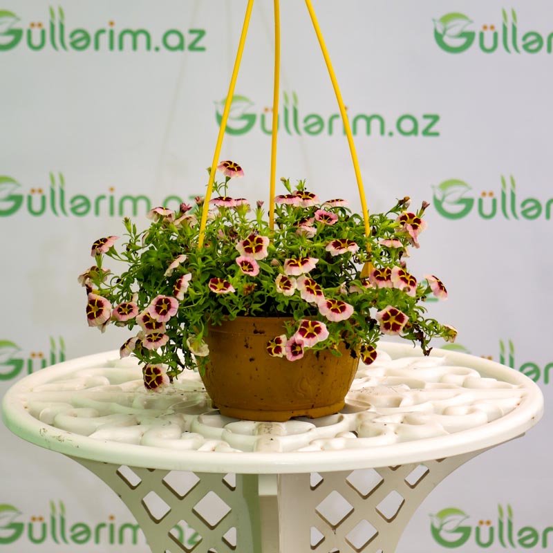 Pelargonium grandiflorum