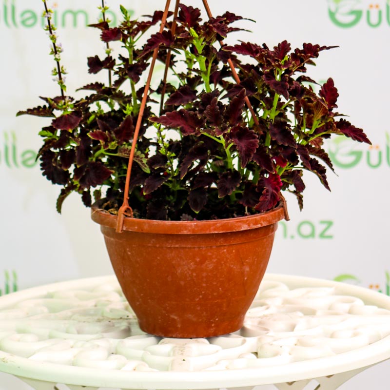 Koleus gülü (Coleus)
