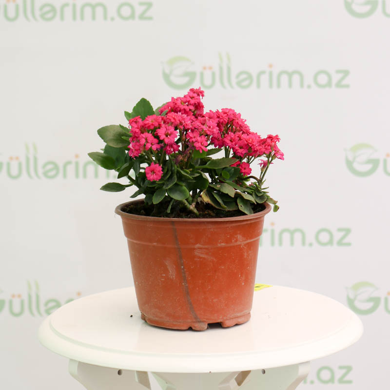 Kalonxoe -kalanxoe -kalanxoye (Kalanşo) Blossfeld