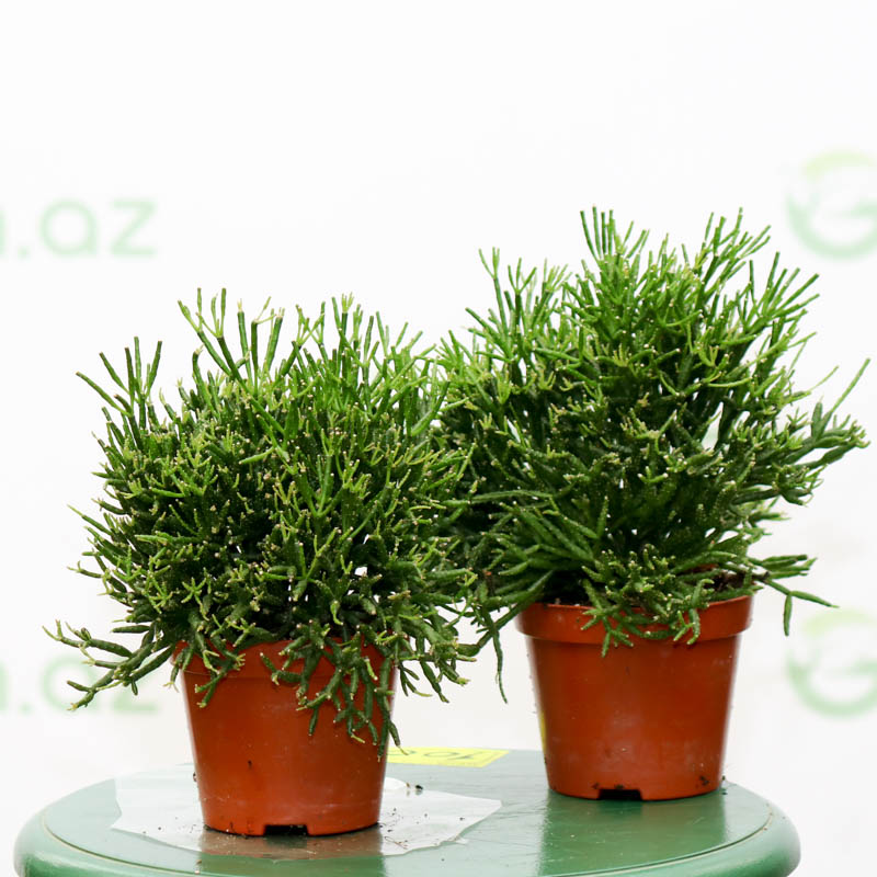 Hatiora Salicornioides (Rhipsalis)